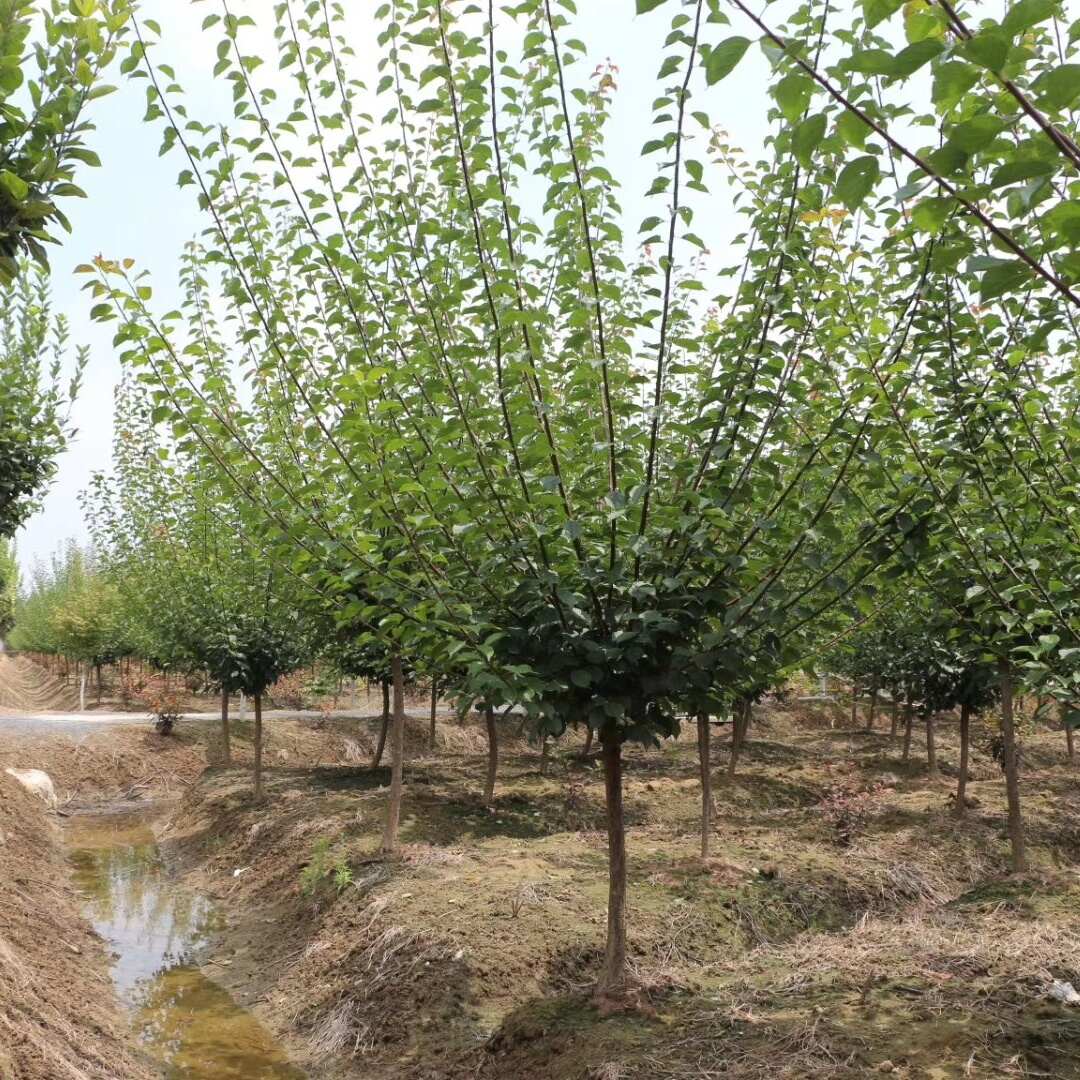 基地出售 红梅树5-6-7-8-9-10-12公分红梅批发价