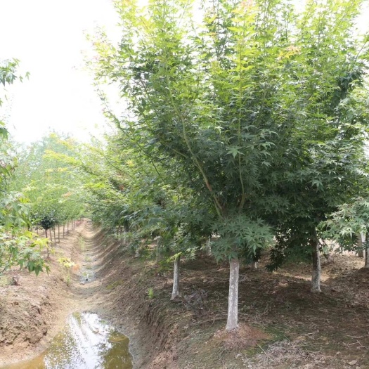 沭阳县鸡爪槭树5公分6-7公分 基地自产自销 价格便宜 成活率好