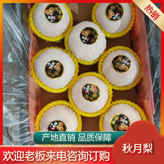 砀山县安徽宿州 新鲜秋月梨 砀山产地直发 甜脆多汁 现摘现发