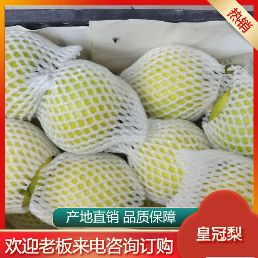砀山皇冠梨产地直销，优质果园 品质保障