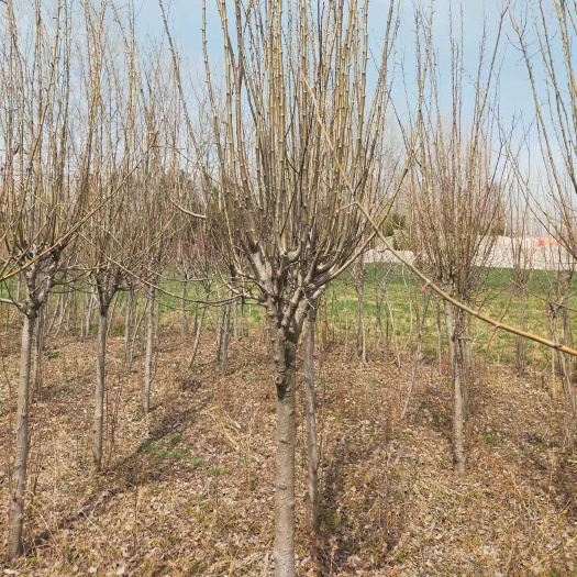 出售 西府海棠树苗3-4-5-6-7-8-9-10公分基地