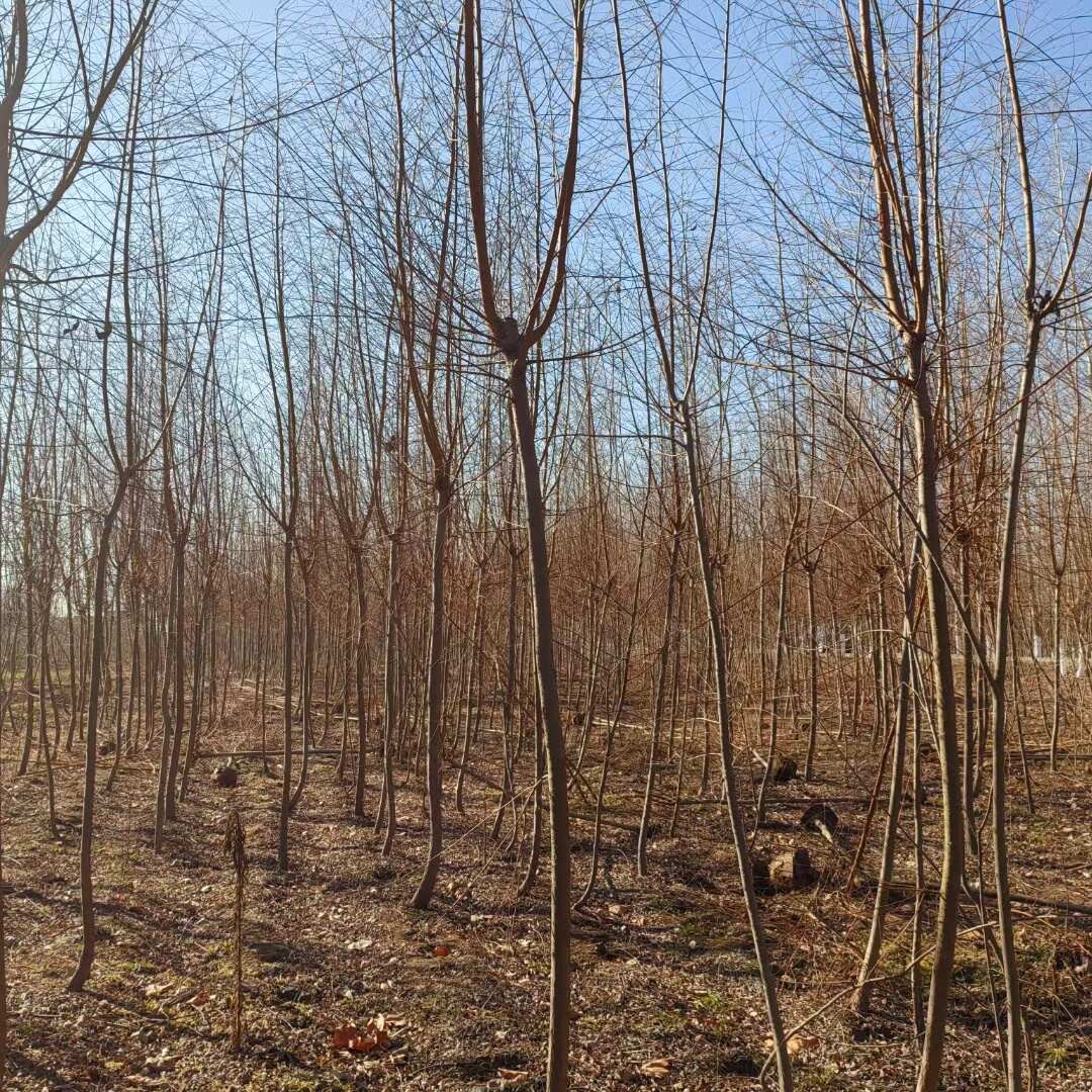 基地批发垂柳 11公分12公分13公分15公分一手货源