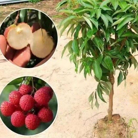 灵山县荔枝苗 无核荔枝苗全年供货