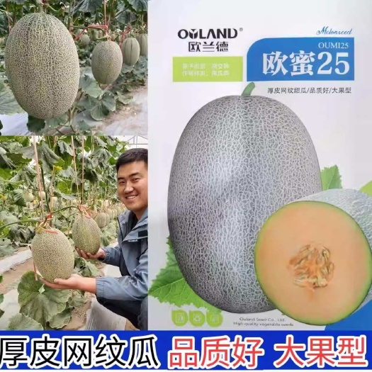 洛阳欧蜜25厚皮网纹甜瓜种子欧兰德厚皮哈密瓜网纹瓜橘红肉甜香瓜种