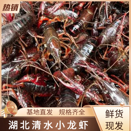 洪湖市洪湖清水小龙虾 大中小规格 支持快递物流