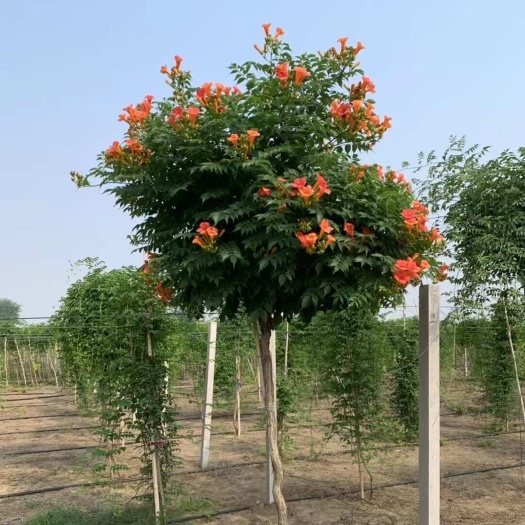 基地批发 凌霄花小苗2-3-4-5-6-7-8公分凌霄花苗