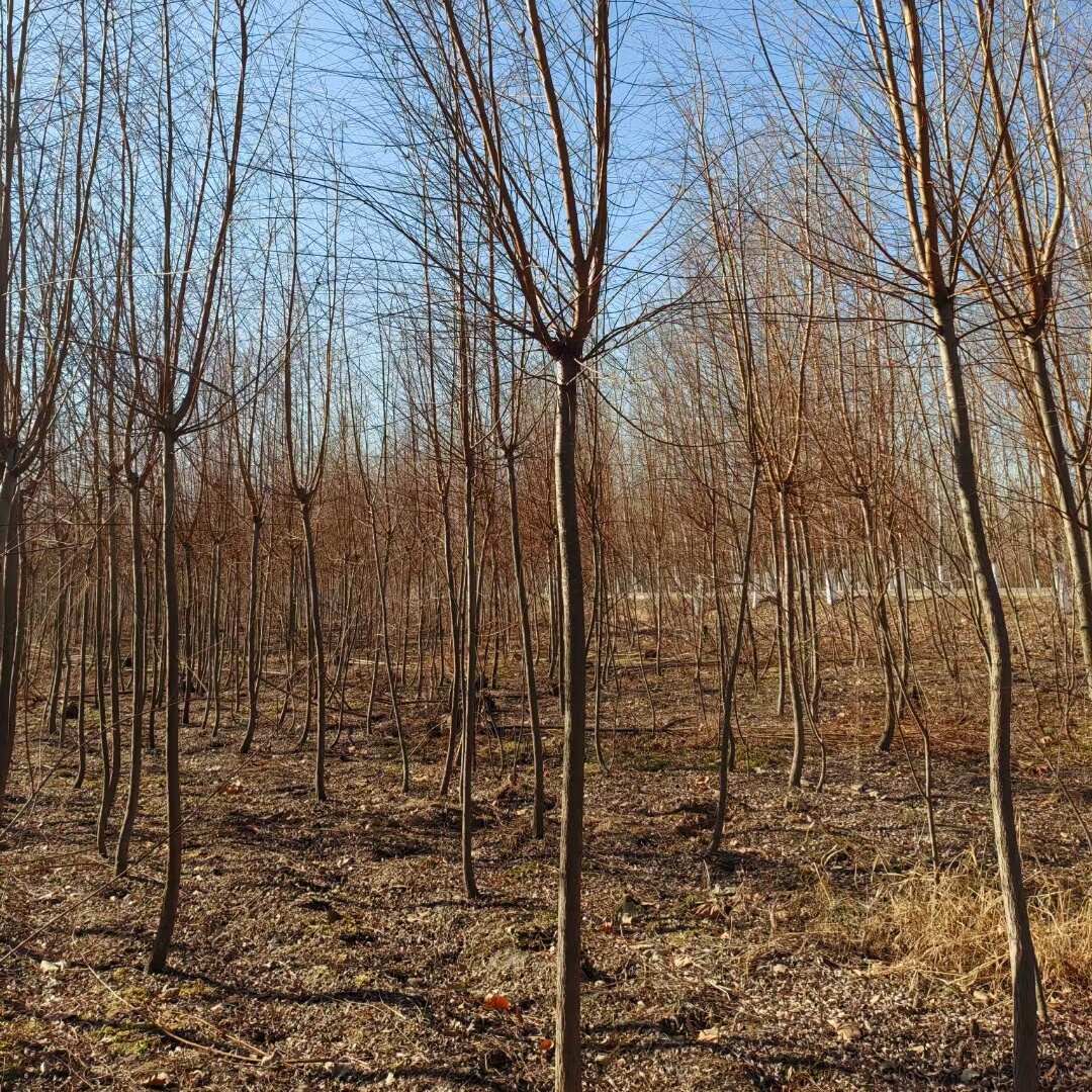 基地批发垂柳 11公分12公分13公分15公分一手货源