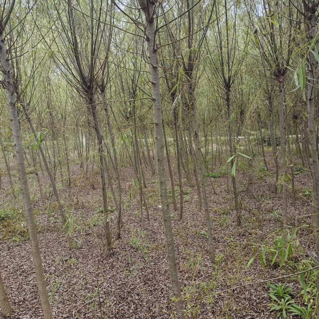 基地批发垂柳 11公分12公分13公分15公分一手货源