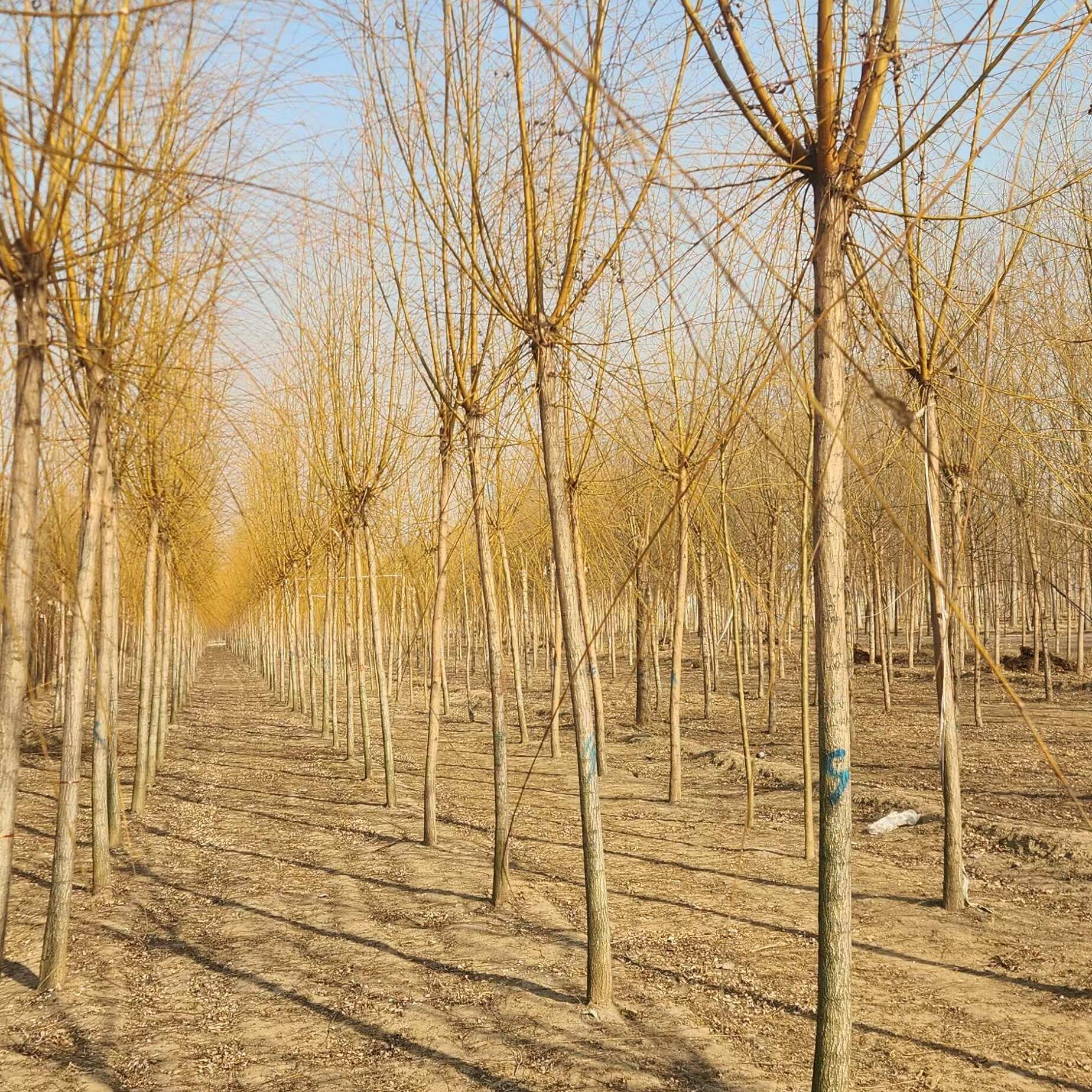 基地批发垂柳 11公分12公分13公分15公分一手货源