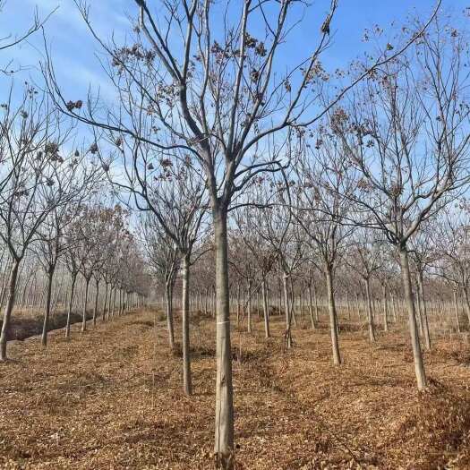 沭阳县基地直销 栾树6公分8公分10公分12公分15公分批发