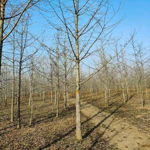 沭阳县批发银杏树苗分8公分10公分12公分15公分苗圃基地产地