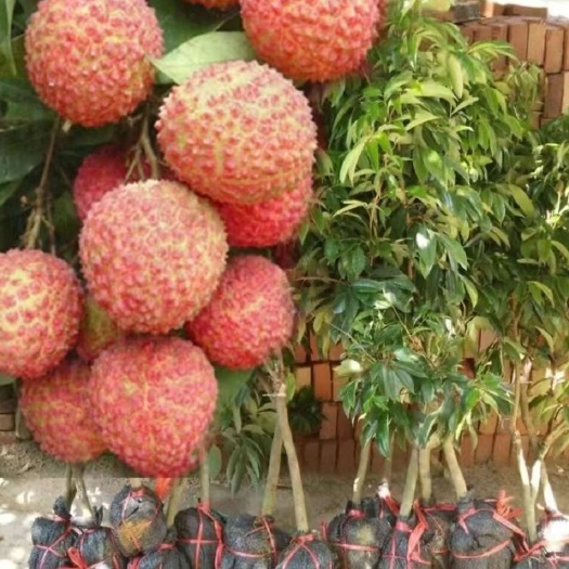 灵山县荔枝苗桂味荔枝苗大量供货