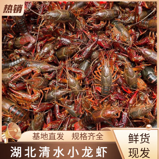 洪湖市湖北基地直发清水小龙虾各种规格新鲜直达