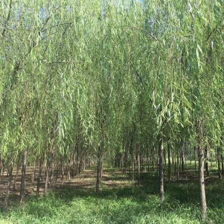 沭阳县垂柳基地批发 3公分4公分5公分6公分一手货源