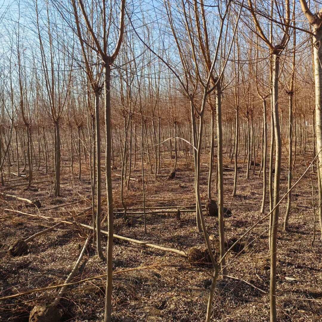 基地批发垂柳 11公分12公分13公分15公分一手货源