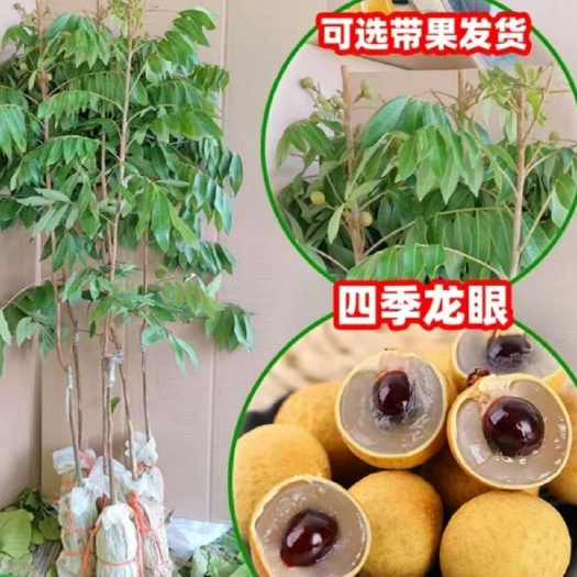 灵山县龙眼苗四季龙眼苗提供种植技术指导