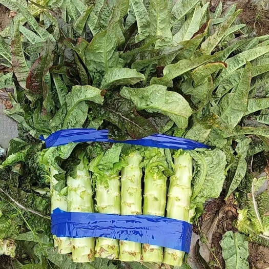 天门市莴笋 莴苣 红叶莴笋 新鲜直达 现砍现发
