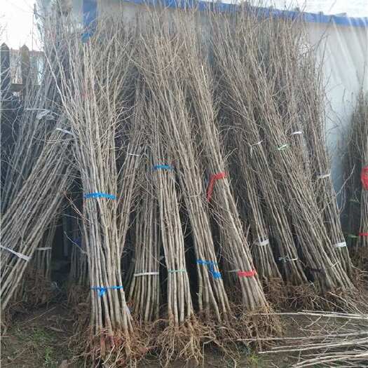 沭阳县银杏树苗分3公分4公分5公分6公分苗圃基地自产自销