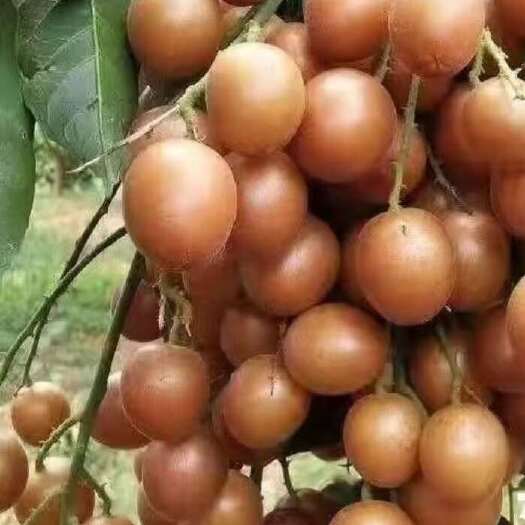 黑黄皮果苗全年供货量大从优