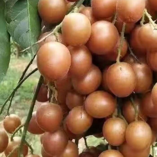灵山县黑黄皮果苗全年供货量大从优