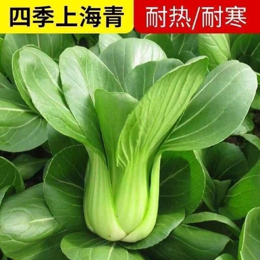 【一手货源】上海青小青菜小白菜当季蔬菜量大批发品质保障诚信经
