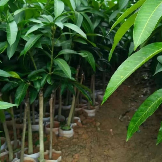 灵山县金煌芒果苗品质苗基地直供