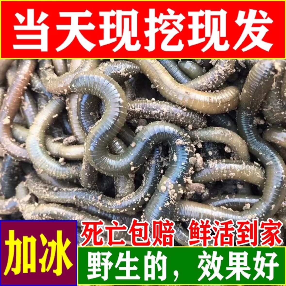 湖北一手货源青蚯蚓放黄鳝黑蚯蚓臭蚯蚓地龙
