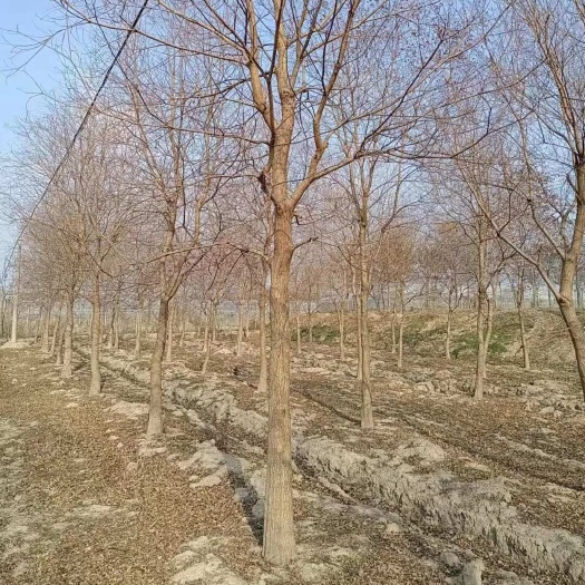 沭阳县基地批发 乌桕树6公分7公分8公分10公分乌桕树批发