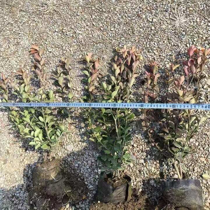 出售卫矛小苗高度35-50苗圃直销 卫矛基地扦插苗