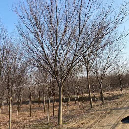 沭阳县榉树 基地自产自销 产地批发价10公分12公分15公分红榉树