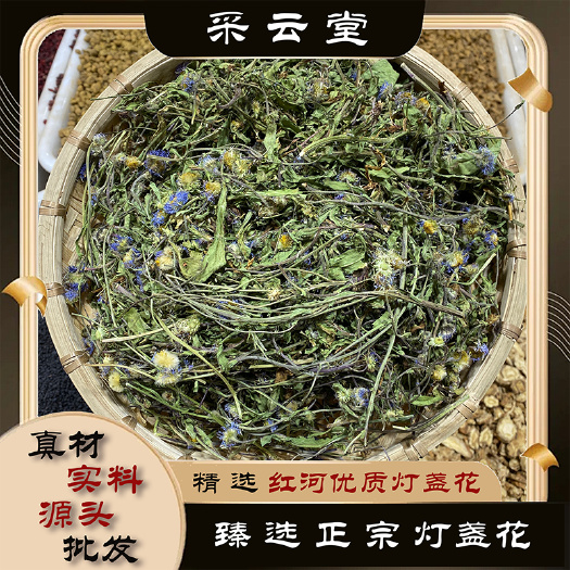 灯盏花 云南采云堂现货云南泸西货含量够灯盏细辛