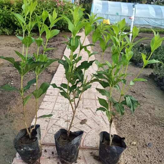 沭阳县出售红王子锦带小苗多分枝锦带 高度40-1.5米基地直销批发