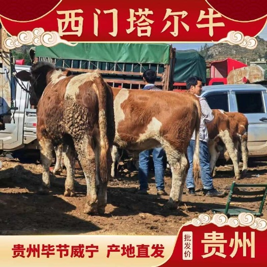 威宁县西门塔尔牛 贵州毕节 产地直发 品质保障