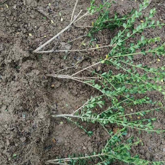 金华金华龟甲冬青小苗价格   龟甲冬青小苗种植基地 基地直销