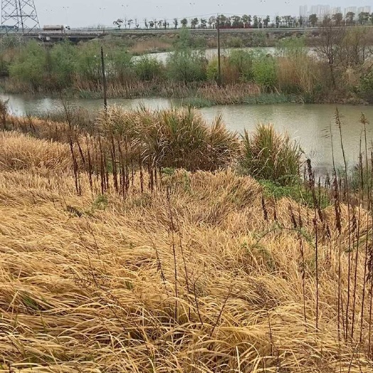 安庆市怀宁县有一百亩左右水面流转，可养龙虾鱼蟹挂蚌种莲藕芡实