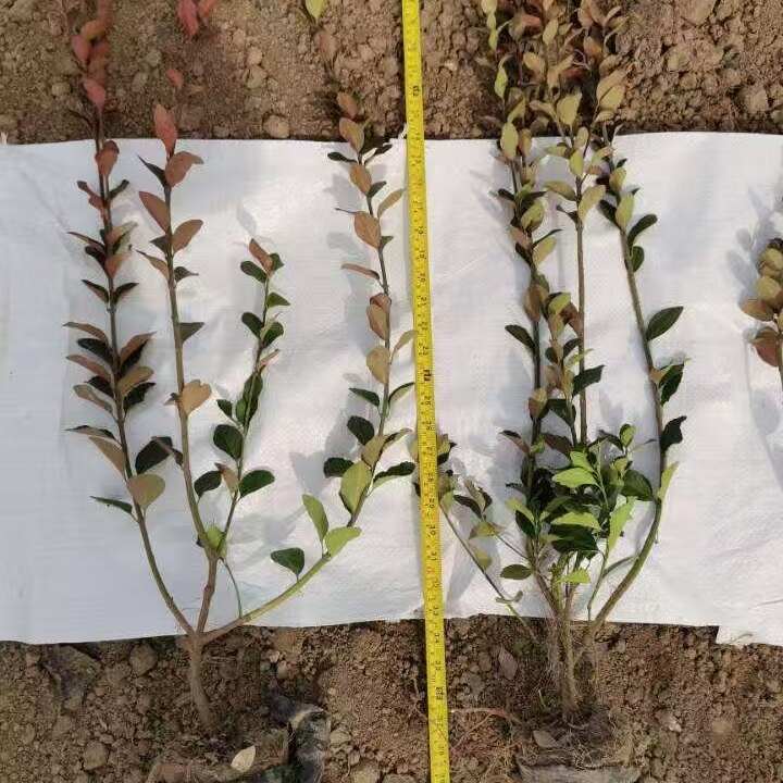 出售卫矛小苗高度35-50苗圃直销 卫矛基地扦插苗