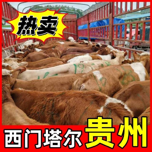西门塔尔牛 贵州毕节 公司养殖 量大价优