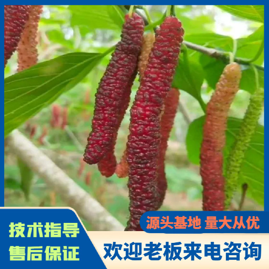 海宁市长果桑苗  四季长果桑嫁接苗（现有今年新苗发货）