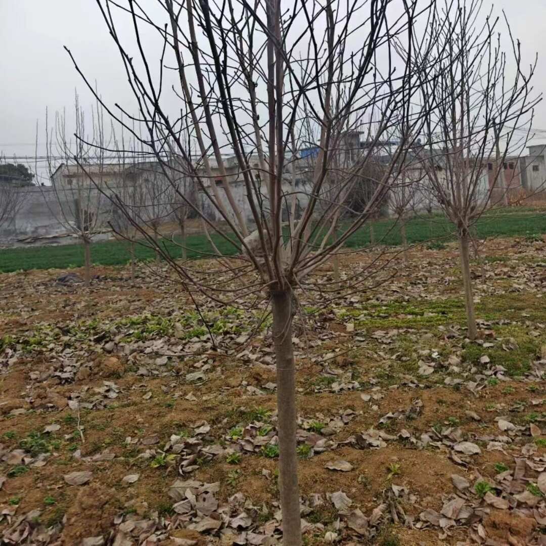 白玉兰花基地自产自销处理价出售10公分12公分15公分白玉兰
