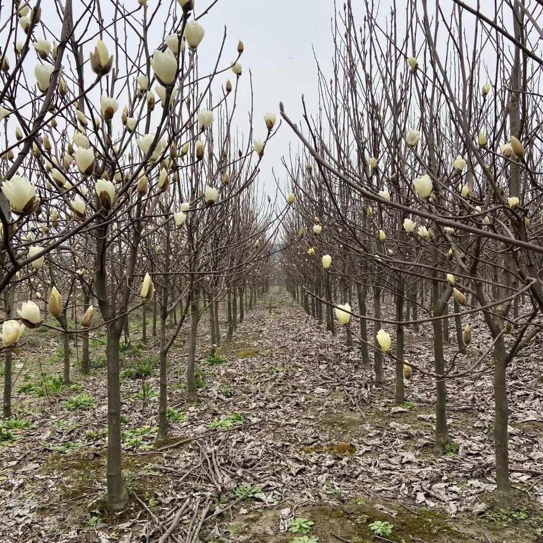 白玉兰花基地自产自销处理价出售10公分12公分15公分白玉兰