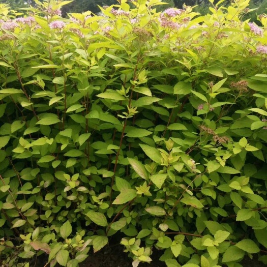 出售 金山绣线菊 麻叶绣线菊 金灿绣线菊高25-40公分