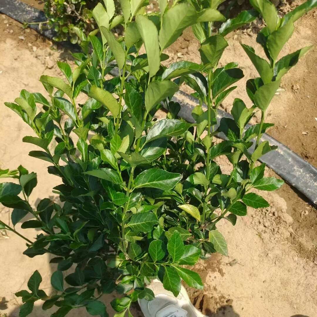 出售卫矛小苗高度35-50苗圃直销 卫矛基地扦插苗