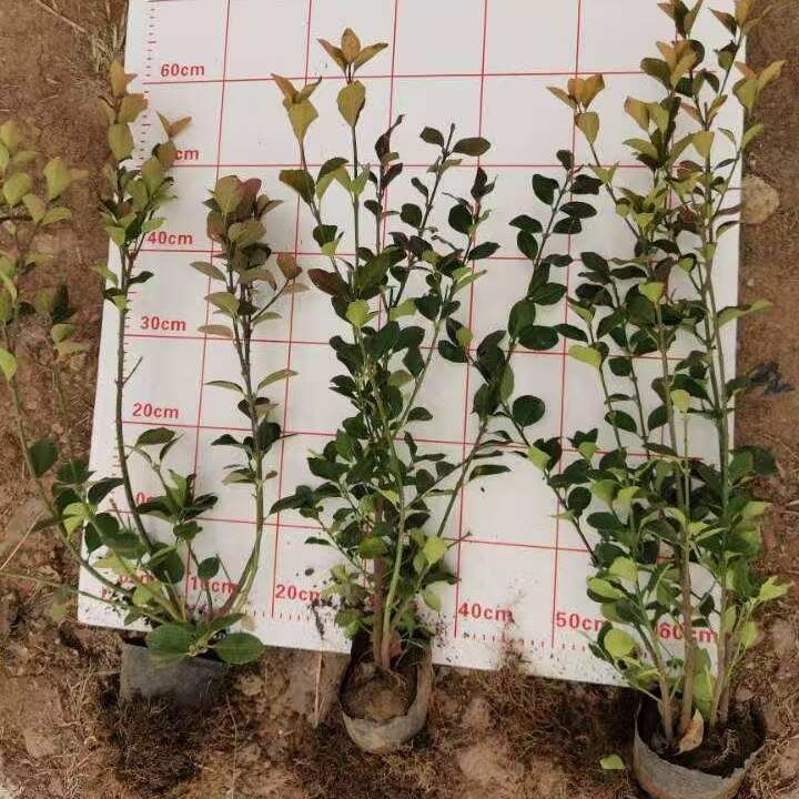 出售卫矛小苗高度35-50苗圃直销 卫矛基地扦插苗
