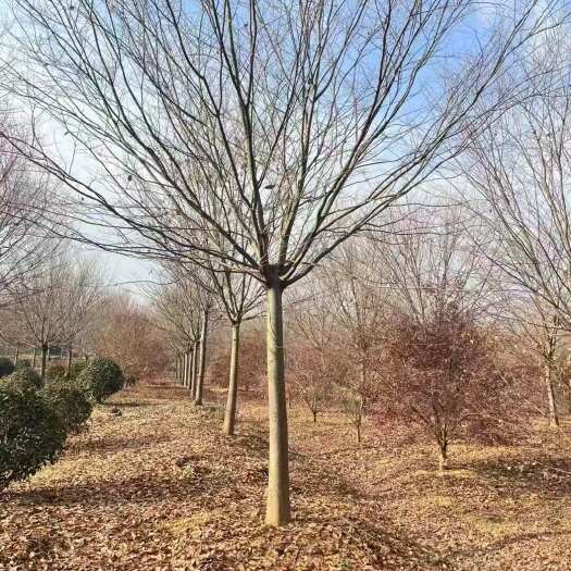 沭阳县榉树 基地自产自销 产地批发价11公分13公分16公分红榉树