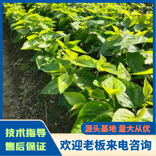 无籽大十果桑苗  嫁接苗大黑果味甜(现有今年新苗现挖发