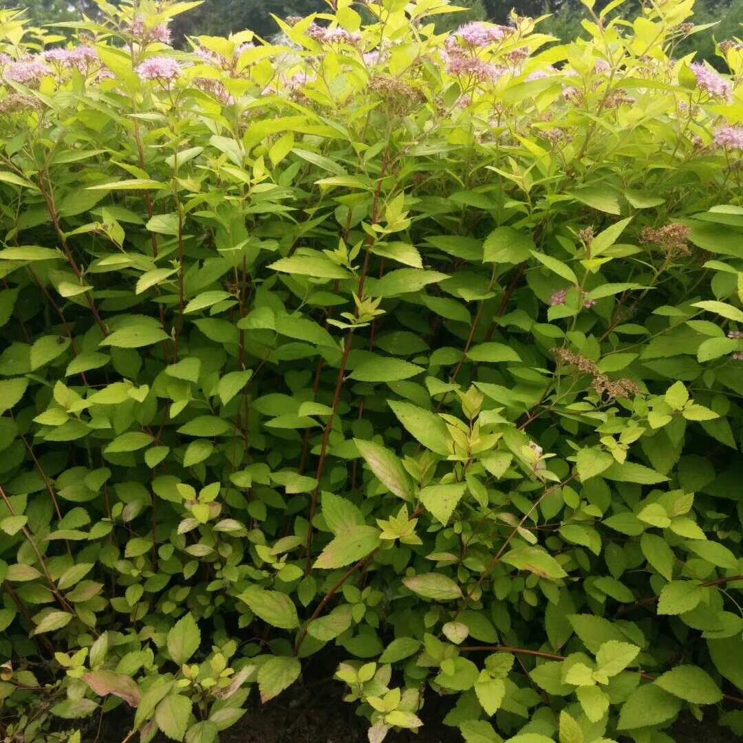 出售 金山绣线菊 麻叶绣线菊 金灿绣线菊高25-40公分