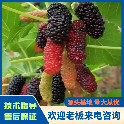 海宁市黑珍珠桑树苗  嫁接苗耐寒品种（南北方都可种植，现有今