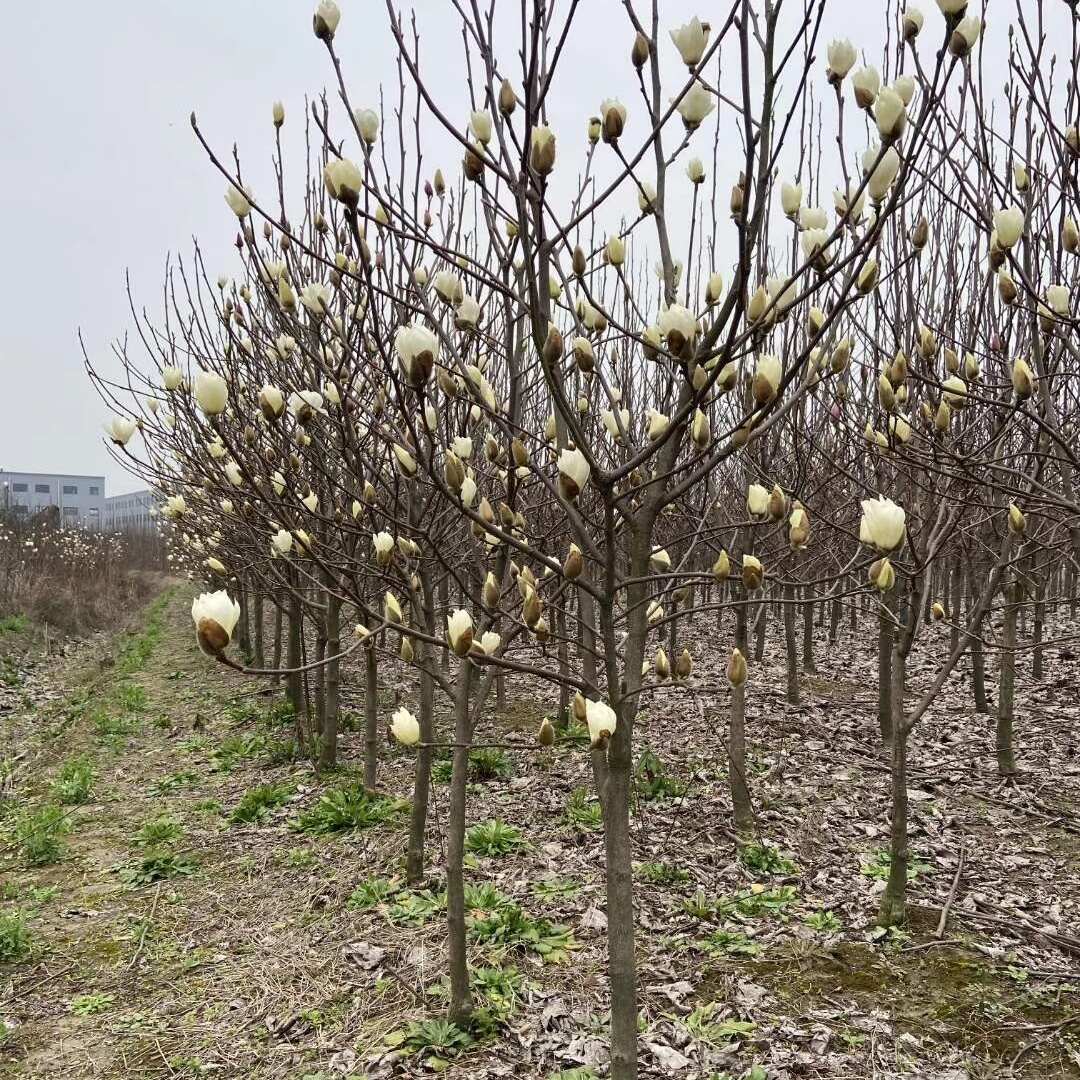 白玉兰花基地自产自销处理价出售10公分12公分15公分白玉兰