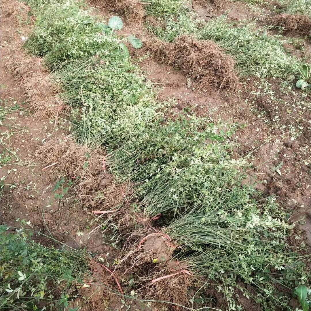 出售 迎春花小苗多分枝高度40-60公分工程苗品质优批发价