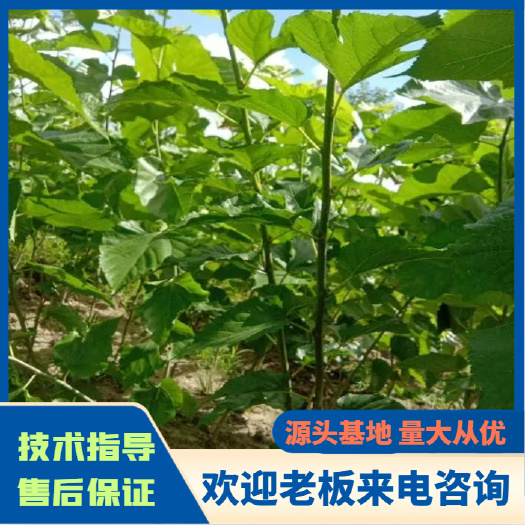 海宁市无籽大十果桑苗  二年生小树桑葚苗，基地直发价格实惠